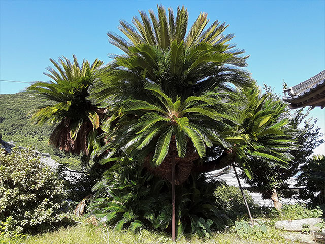 海蔵院の大ソテツ